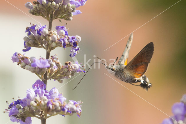 Kolibrievlinder (Macroglossum stellatarum)