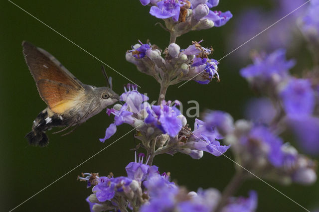 Kolibrievlinder (Macroglossum stellatarum)