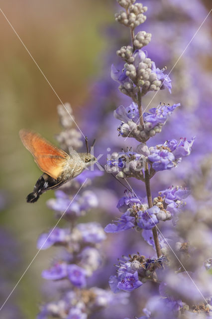 Kolibrievlinder (Macroglossum stellatarum)