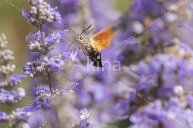 Kolibrievlinder (Macroglossum stellatarum)