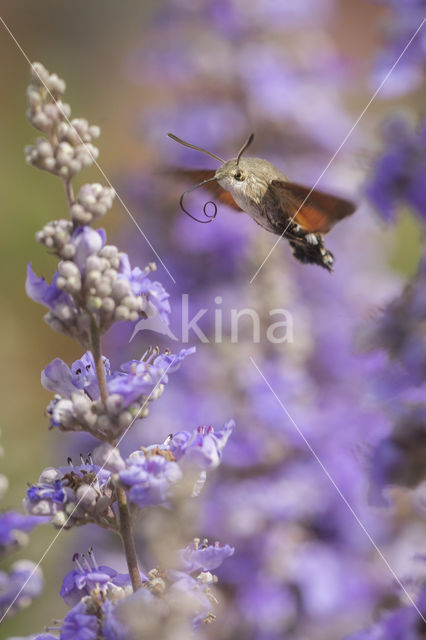 Kolibrievlinder (Macroglossum stellatarum)