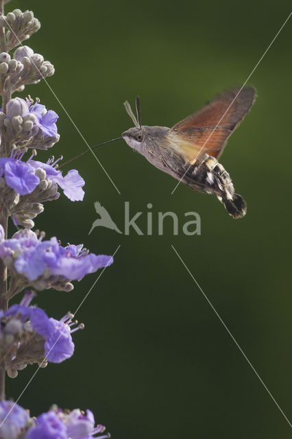 Kolibrievlinder (Macroglossum stellatarum)