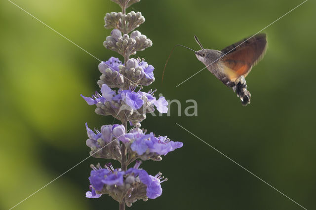 Humming-bird Hawk-moth (Macroglossum stellatarum)