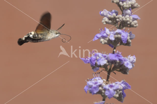 Kolibrievlinder (Macroglossum stellatarum)