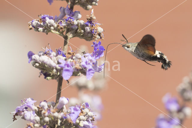 Kolibrievlinder (Macroglossum stellatarum)