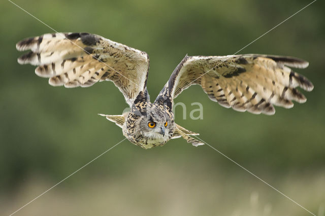 Eurasian Eagle-Owl (Bubo bubo)