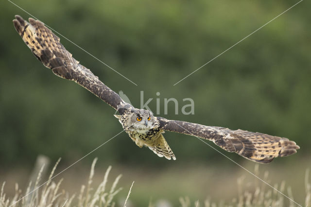 Eurasian Eagle-Owl (Bubo bubo)