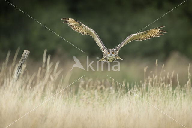 Eurasian Eagle-Owl (Bubo bubo)