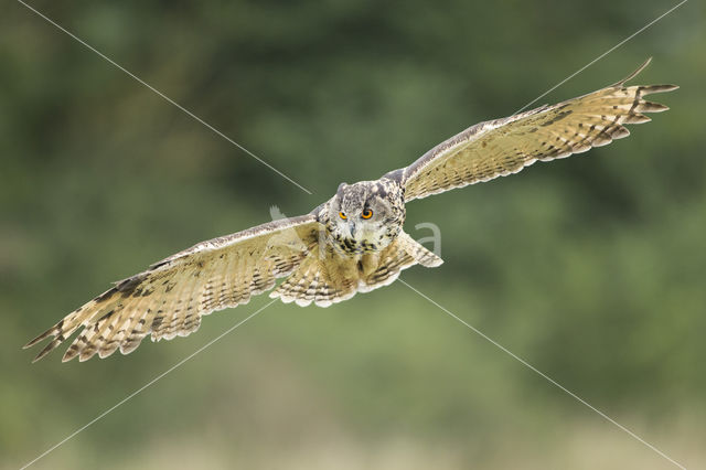 Eurasian Eagle-Owl (Bubo bubo)