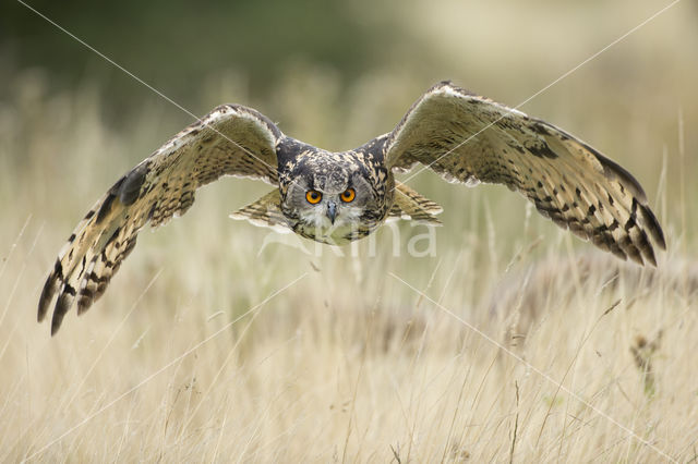 Eurasian Eagle-Owl (Bubo bubo)