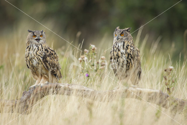 Eurasian Eagle-Owl (Bubo bubo)