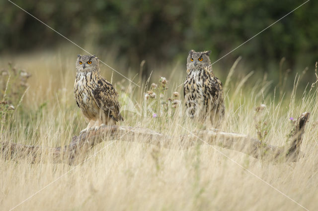 Eurasian Eagle-Owl (Bubo bubo)