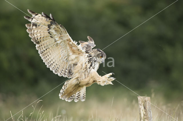 Eurasian Eagle-Owl (Bubo bubo)