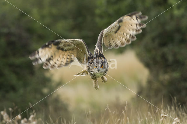 Eurasian Eagle-Owl (Bubo bubo)