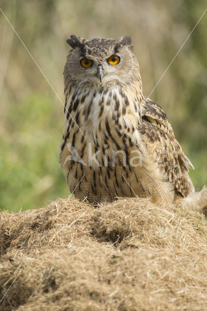 Oehoe (Bubo bubo)