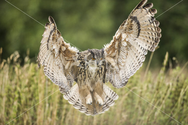 Eurasian Eagle-Owl (Bubo bubo)