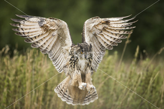 Eurasian Eagle-Owl (Bubo bubo)