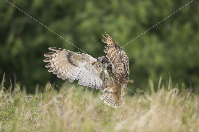 Eurasian Eagle-Owl (Bubo bubo)