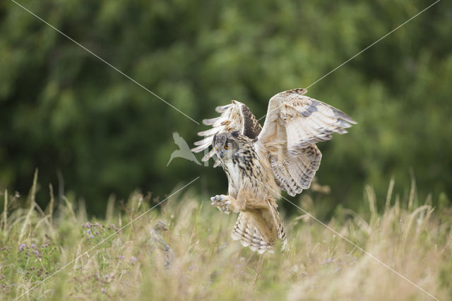 Eurasian Eagle-Owl (Bubo bubo)