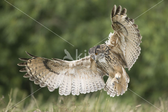 Eurasian Eagle-Owl (Bubo bubo)