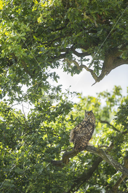 Eurasian Eagle-Owl (Bubo bubo)