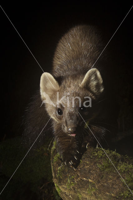 Pine Marten (Martes martes)