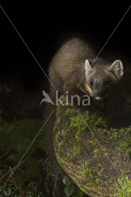 Pine Marten (Martes martes)