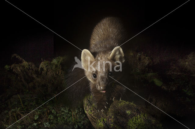 Pine Marten (Martes martes)