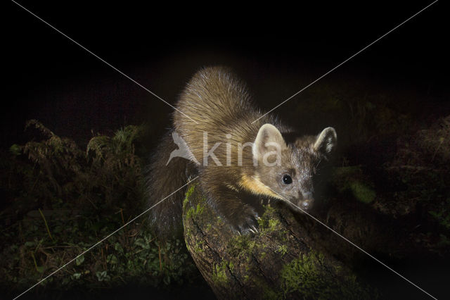 Pine Marten (Martes martes)