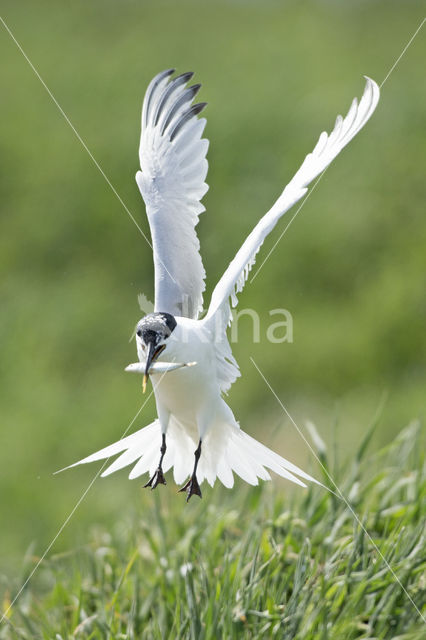 Sandwich Tern (Sterna sandvicencis)