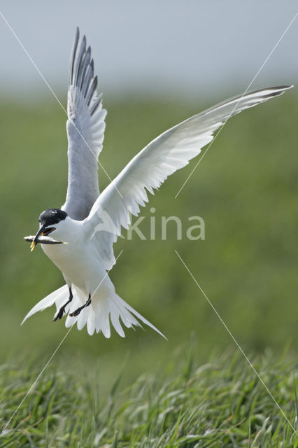 Grote Stern (Sterna sandvicencis)