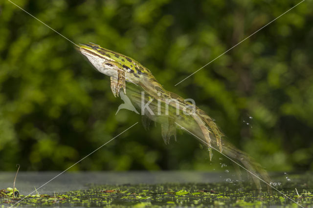 Groene kikker (Rana esculenta)