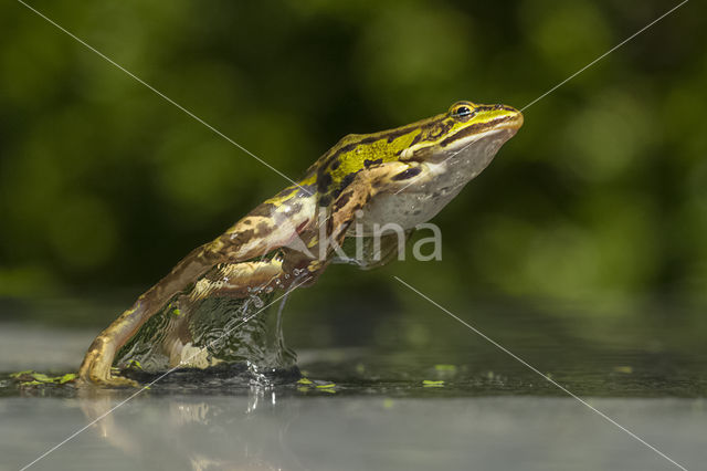 edible frog (Rana esculenta)