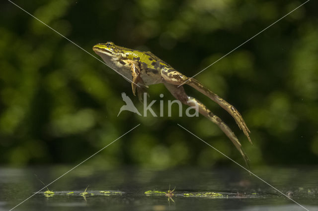 Groene kikker (Rana esculenta)