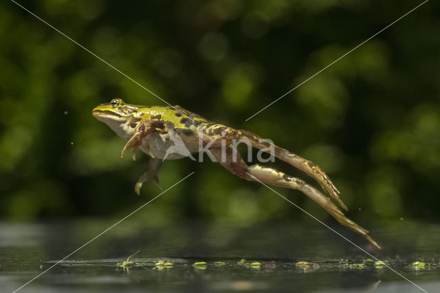 edible frog (Rana esculenta)