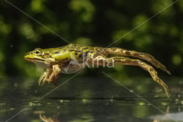 Groene kikker (Rana esculenta)