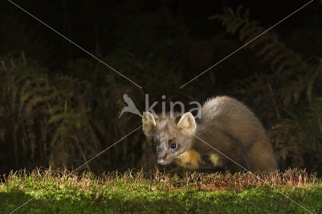 Pine Marten (Martes martes)