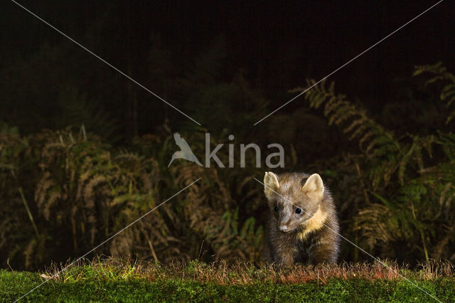 Pine Marten (Martes martes)