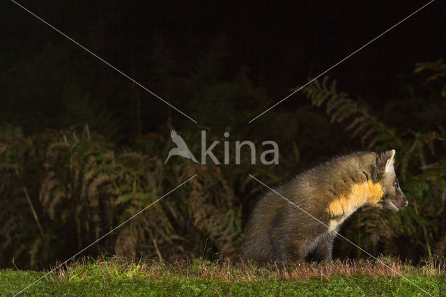 Pine Marten (Martes martes)