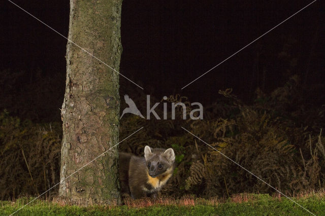 Pine Marten (Martes martes)