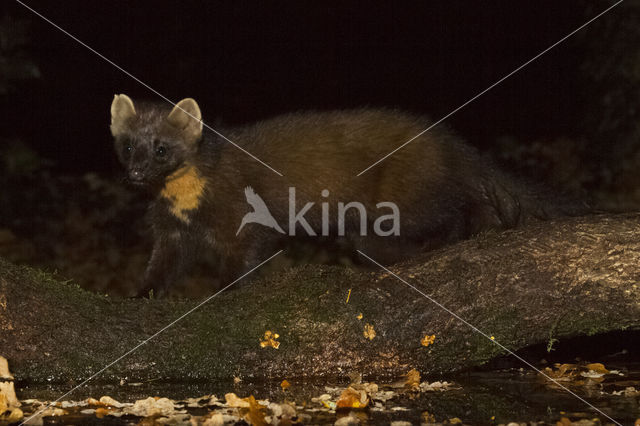 Pine Marten (Martes martes)