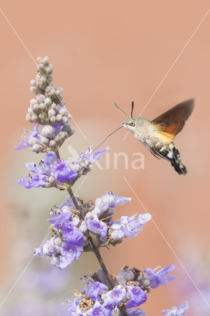 Kolibrievlinder (Macroglossum stellatarum)