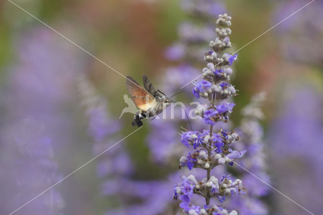 Kolibrievlinder (Macroglossum stellatarum)