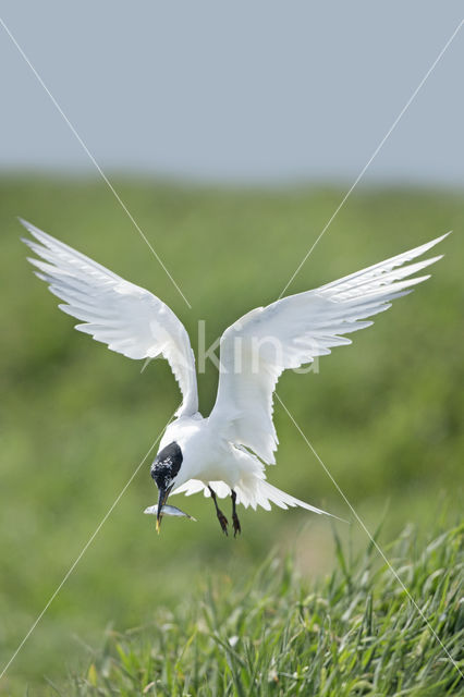 Grote Stern (Sterna sandvicencis)