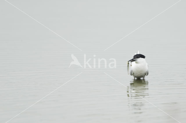 Grote Stern (Sterna sandvicencis)