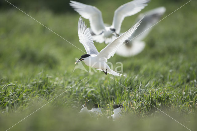 Sandwich Tern (Sterna sandvicencis)