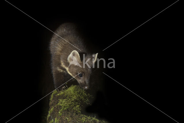 Pine Marten (Martes martes)