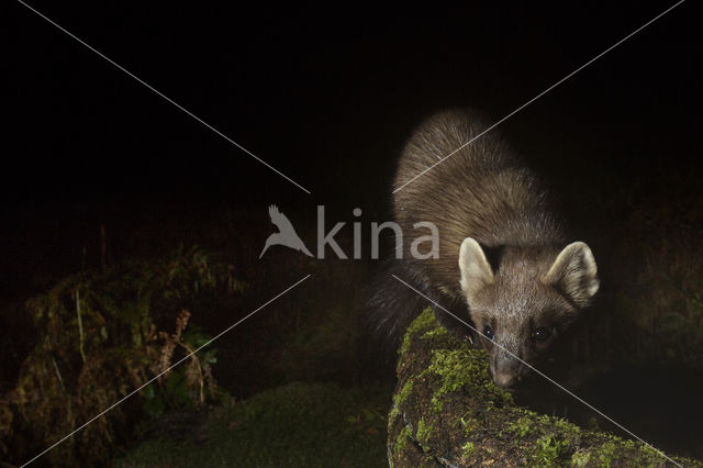 Pine Marten (Martes martes)