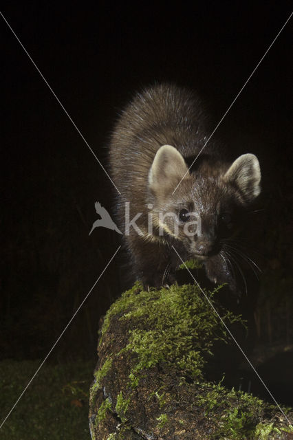 Pine Marten (Martes martes)