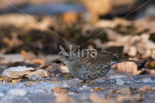 Dunnock